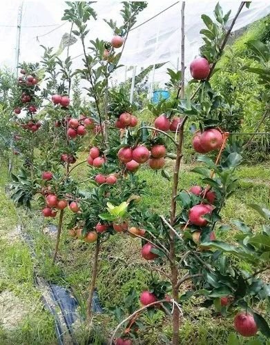 Hybrid Apple Plant